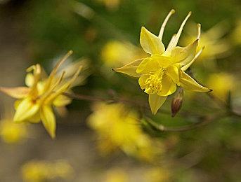 Epic喜加二：《Freshly Frosted》等免费领